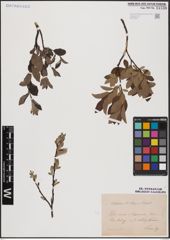 Foto von Salix aurita L. x Salix lapponum L.